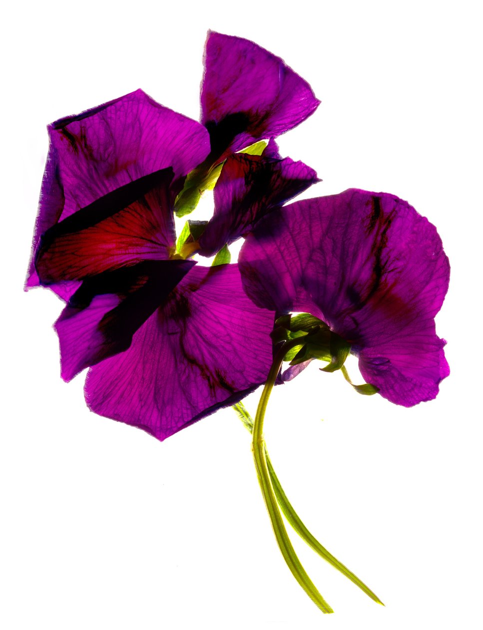 Pansies III (digitalt fotogram, digitalt originaltryk) af Julia McLemore