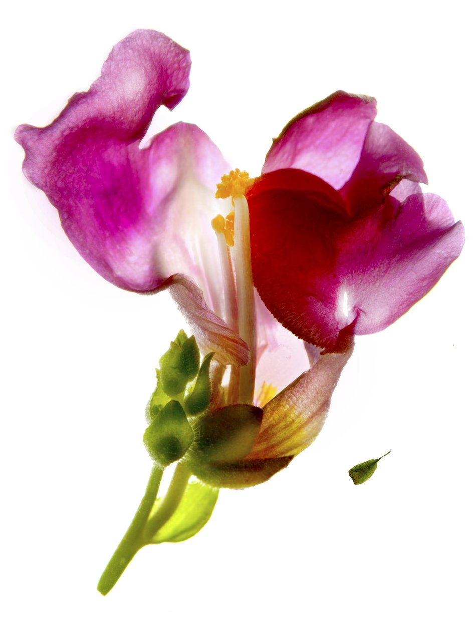 Snapdragon Pink (digitalt fotogram, digitalt originaltryk) af Julia McLemore