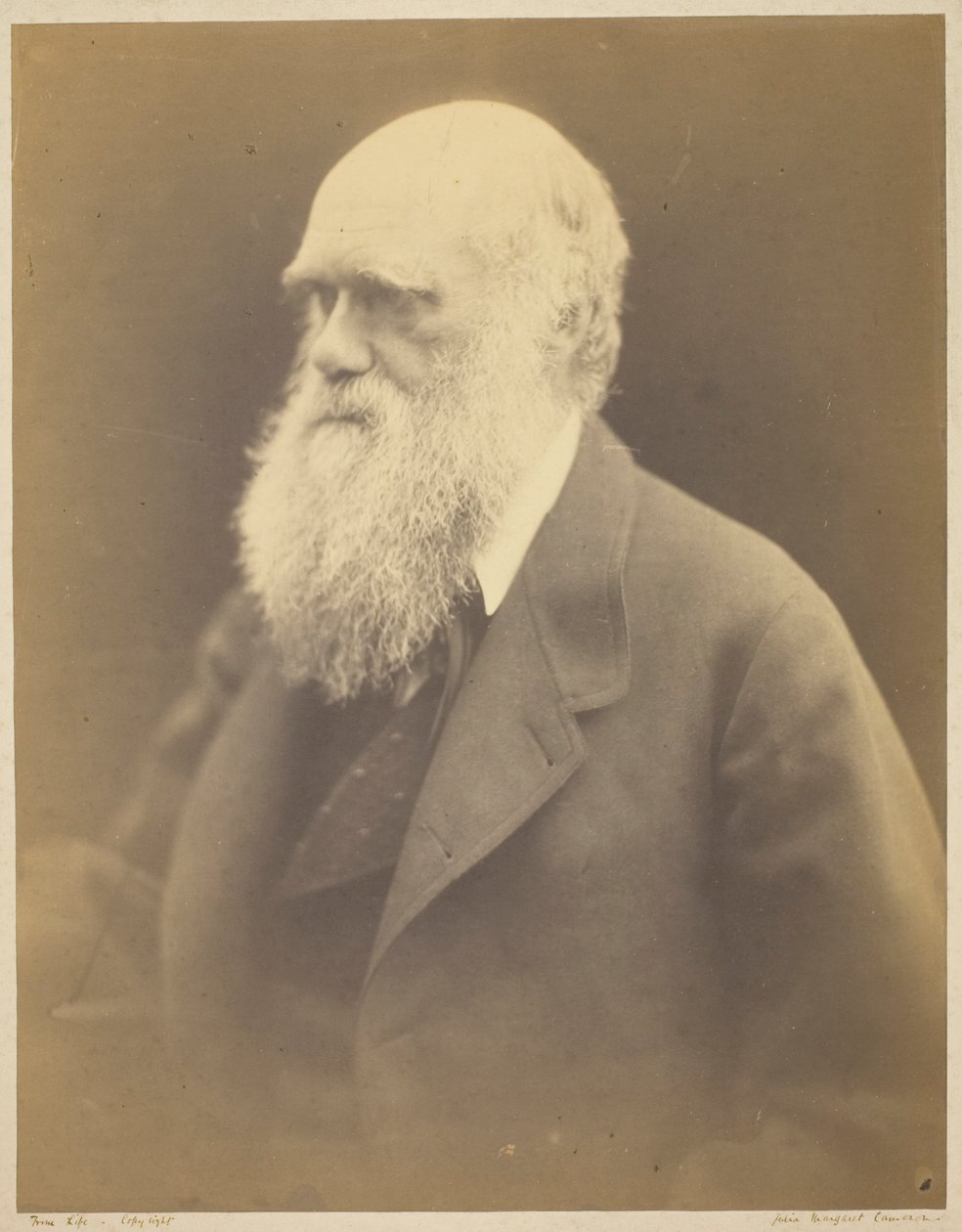 Charles Darwin af Julia Margaret Cameron
