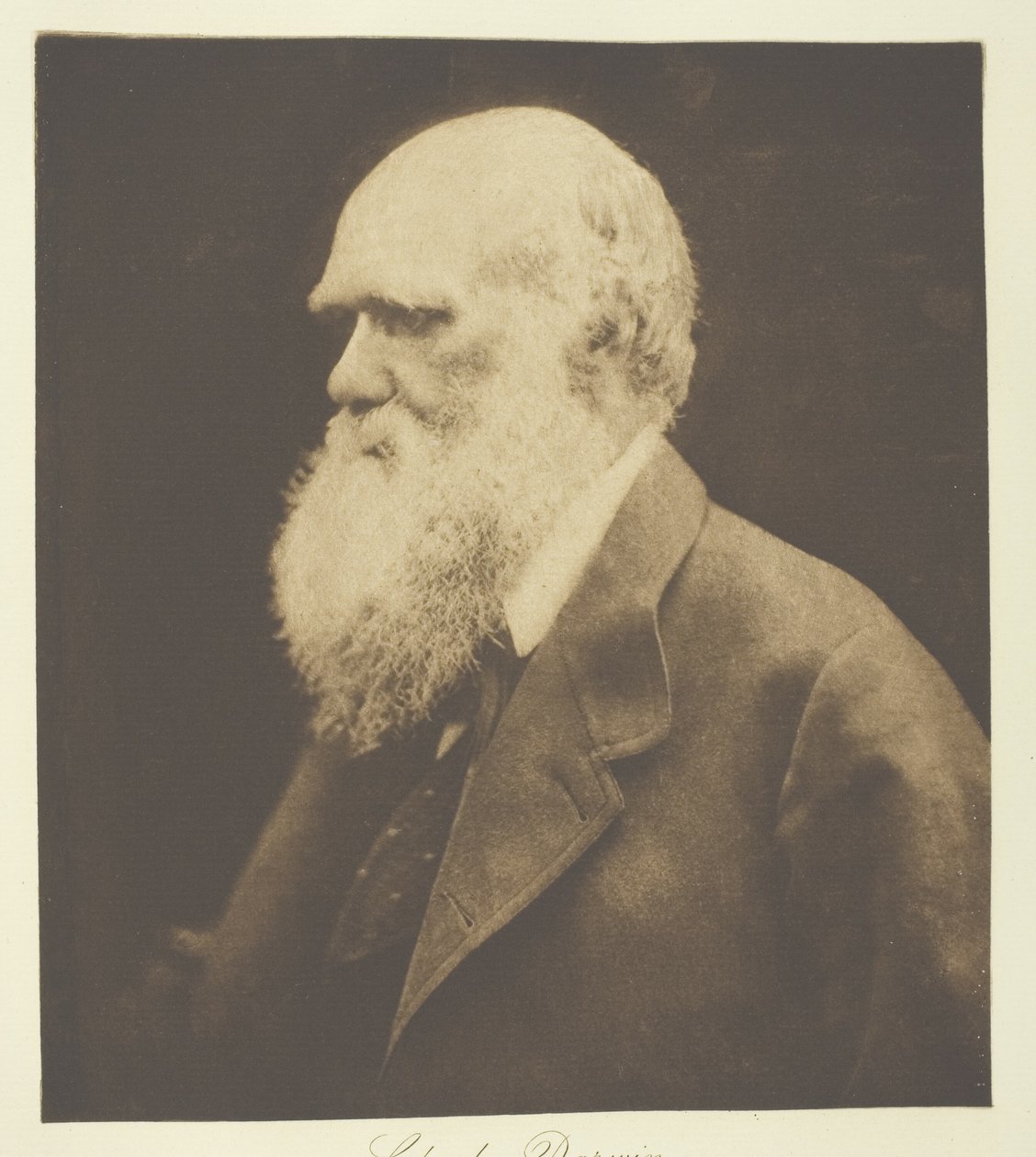 Charles Darwin af Julia Margaret Cameron