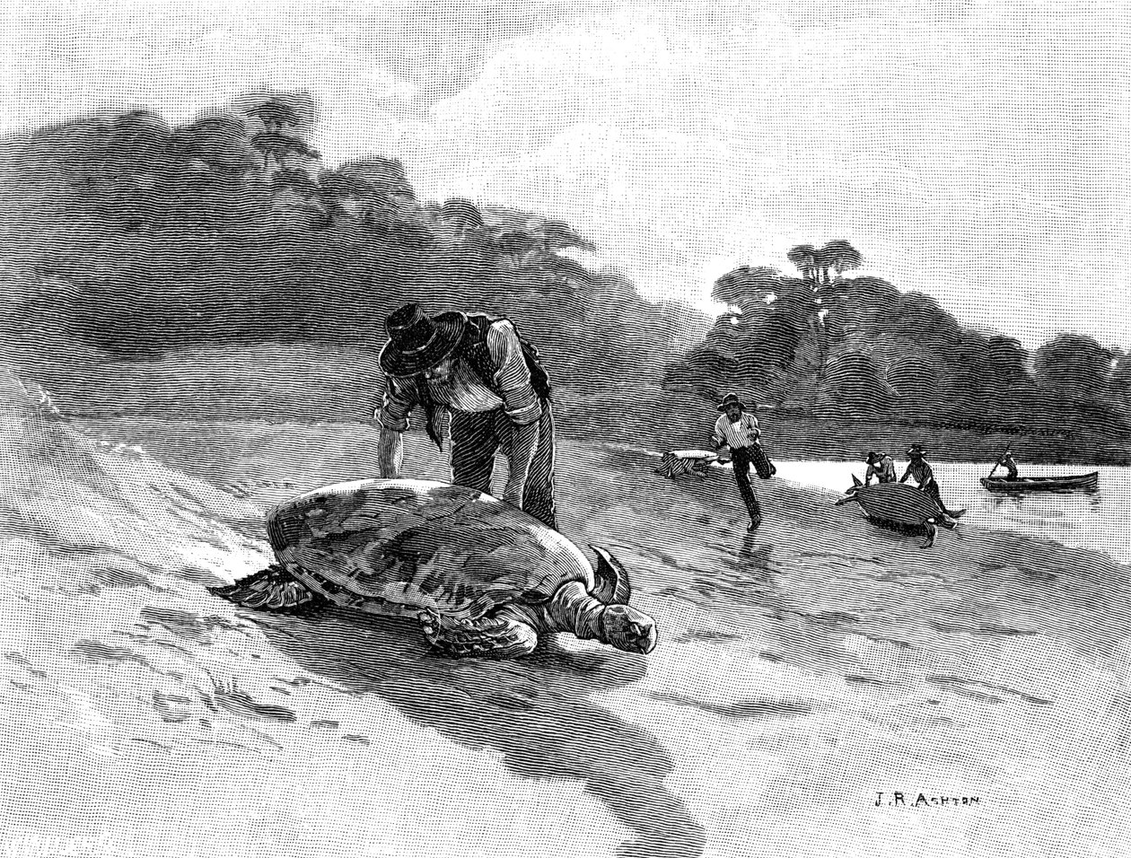 Skildpaddefangst, 1886. af Julian Ashton