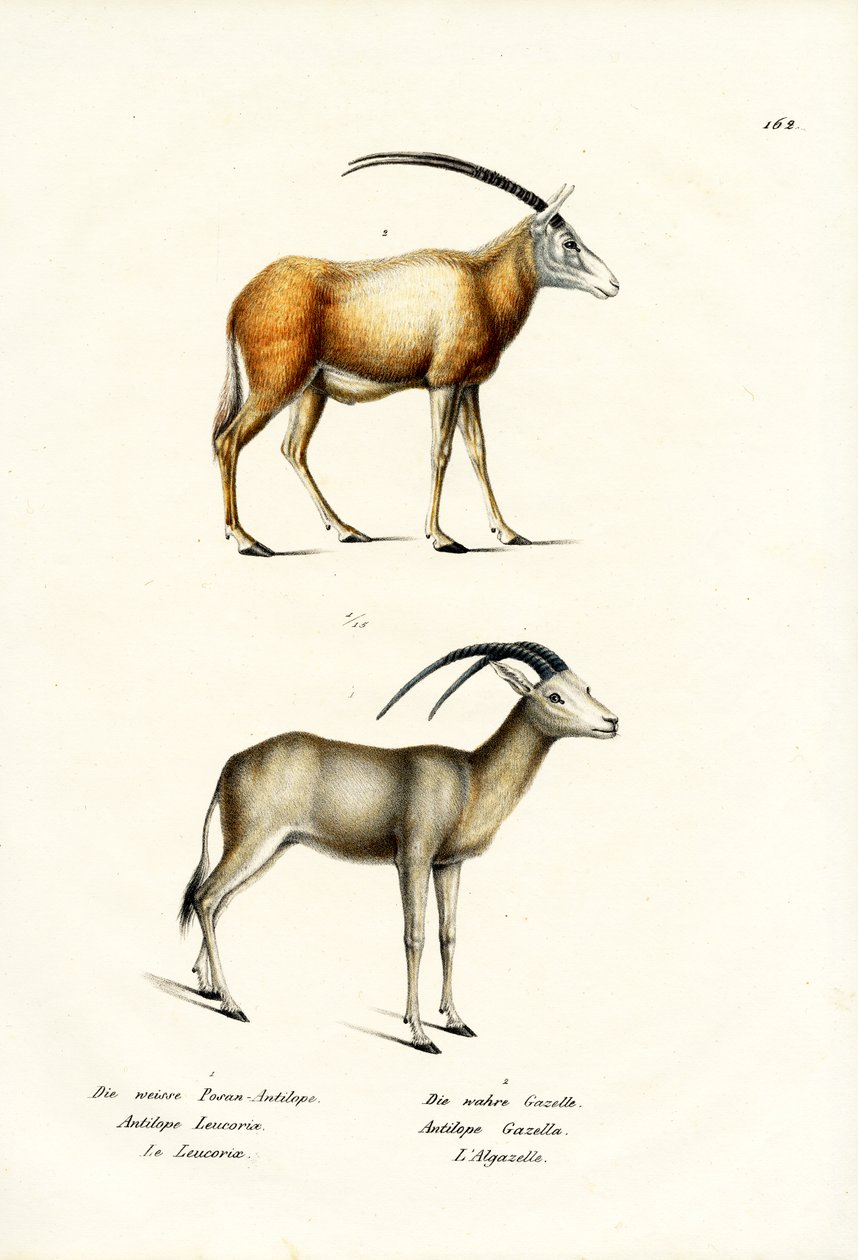 Arabisk Oryx, 1824 af Karl Joseph Brodtmann