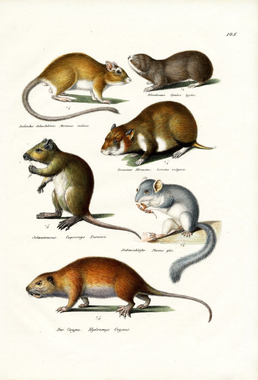 Blindmole, 1824 af Karl Joseph Brodtmann