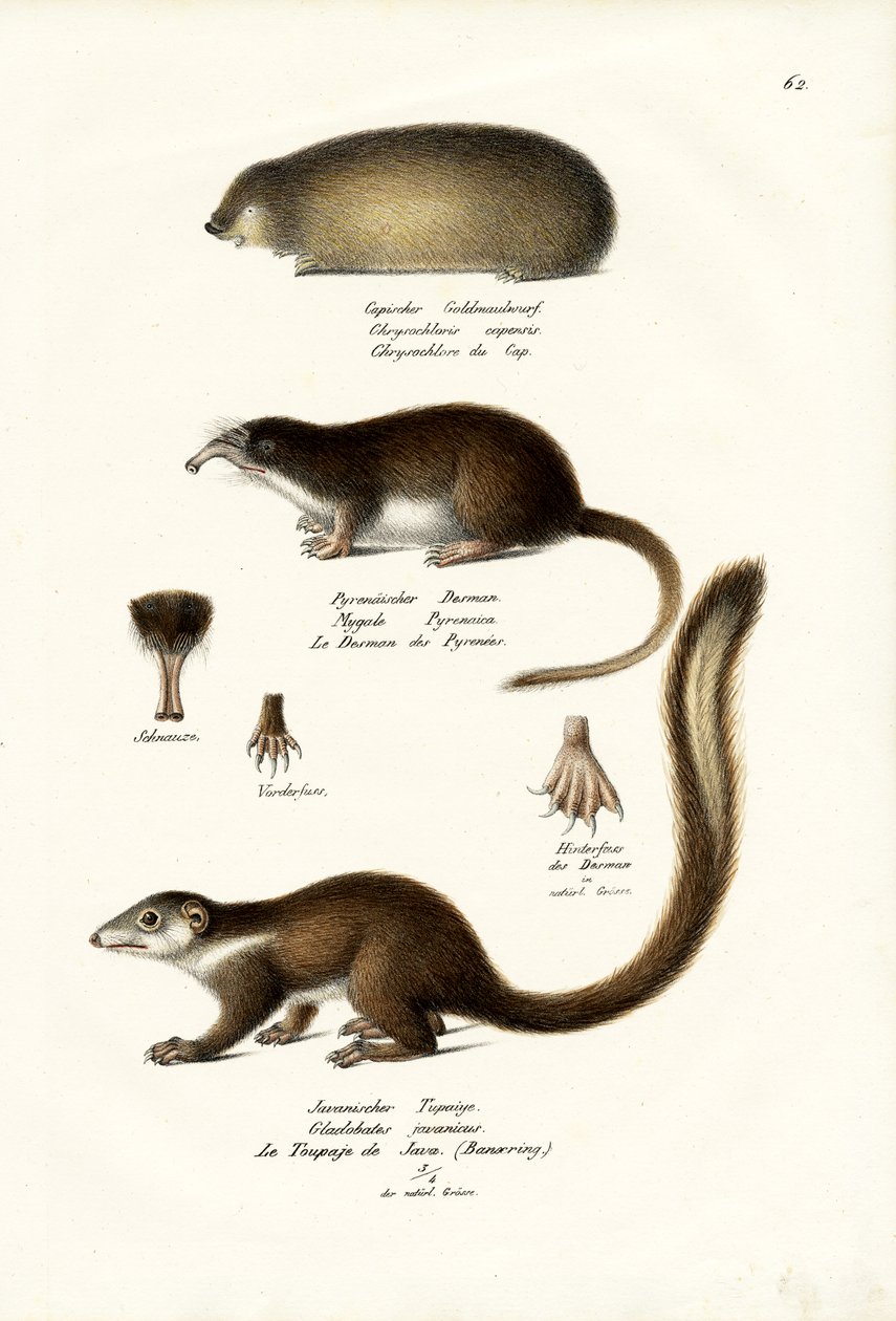 Cape Golden Mole, 1824 af Karl Joseph Brodtmann