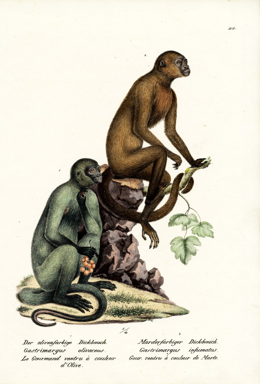 Kapuciner, 1824 af Karl Joseph Brodtmann