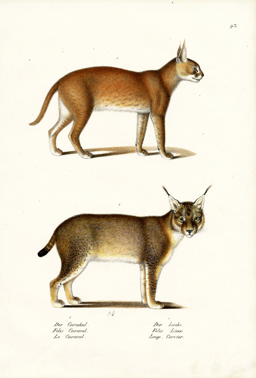Caracal, 1824 af Karl Joseph Brodtmann