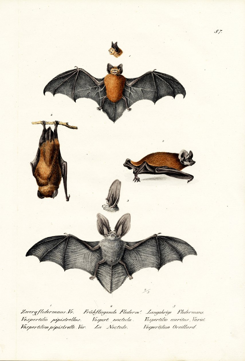Almindelig Pipistrelle, 1824 af Karl Joseph Brodtmann
