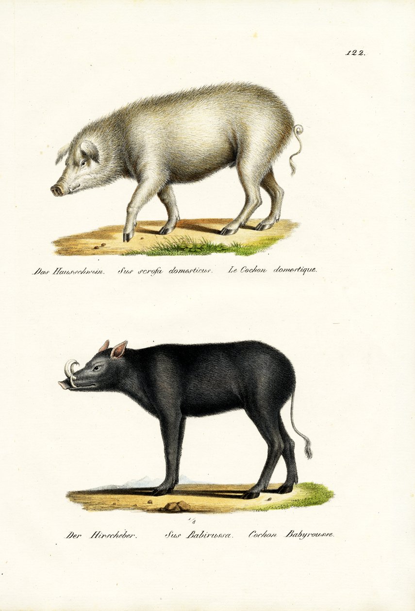Tamsvin, 1824 af Karl Joseph Brodtmann