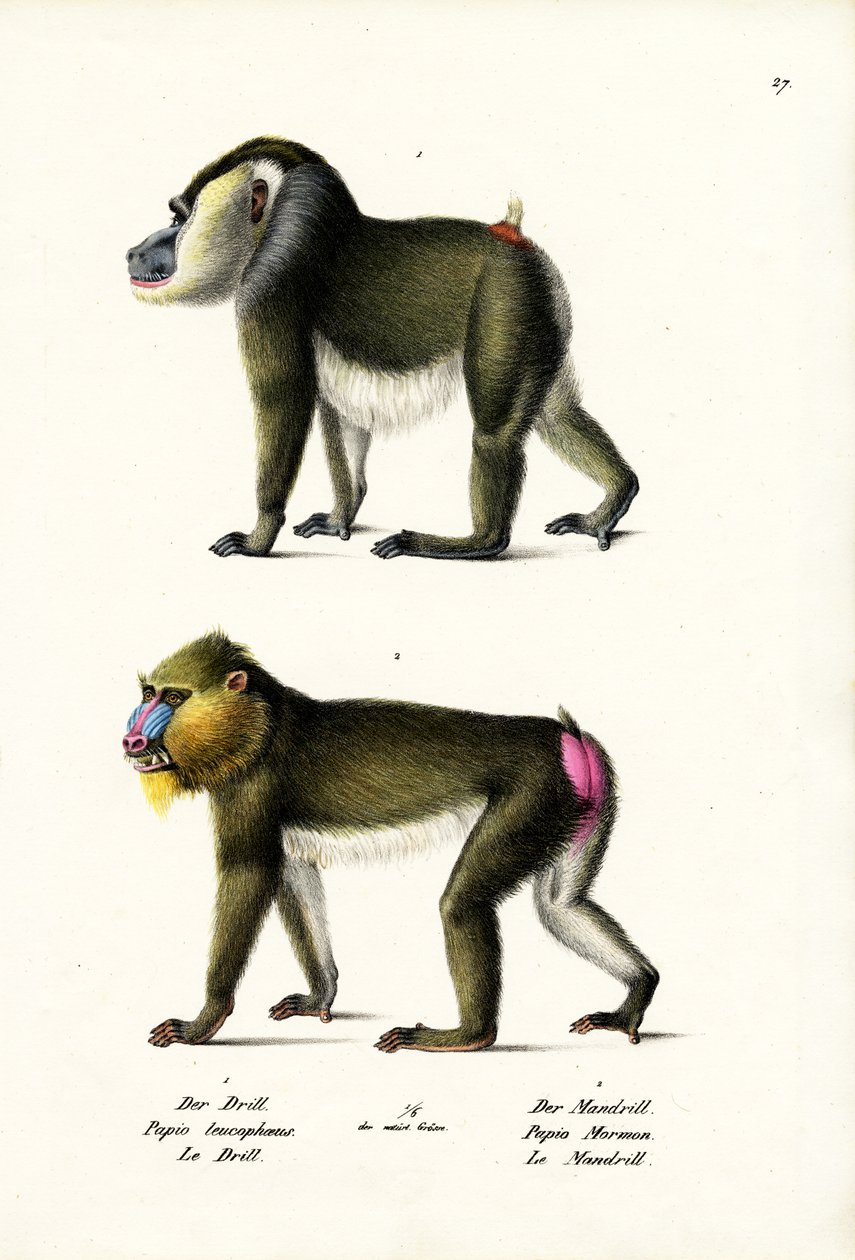 Drill, 1824 af Karl Joseph Brodtmann