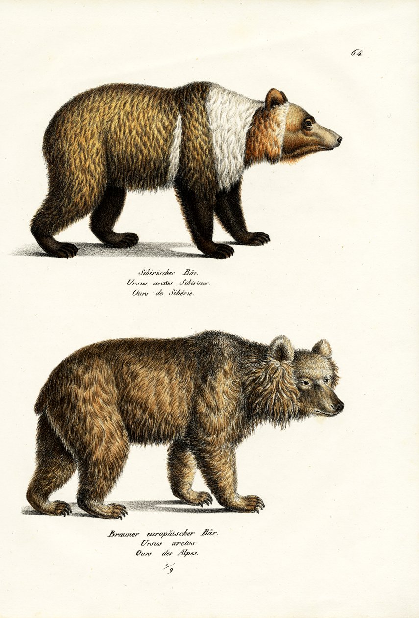 Europæisk brunbjørn, 1824 af Karl Joseph Brodtmann