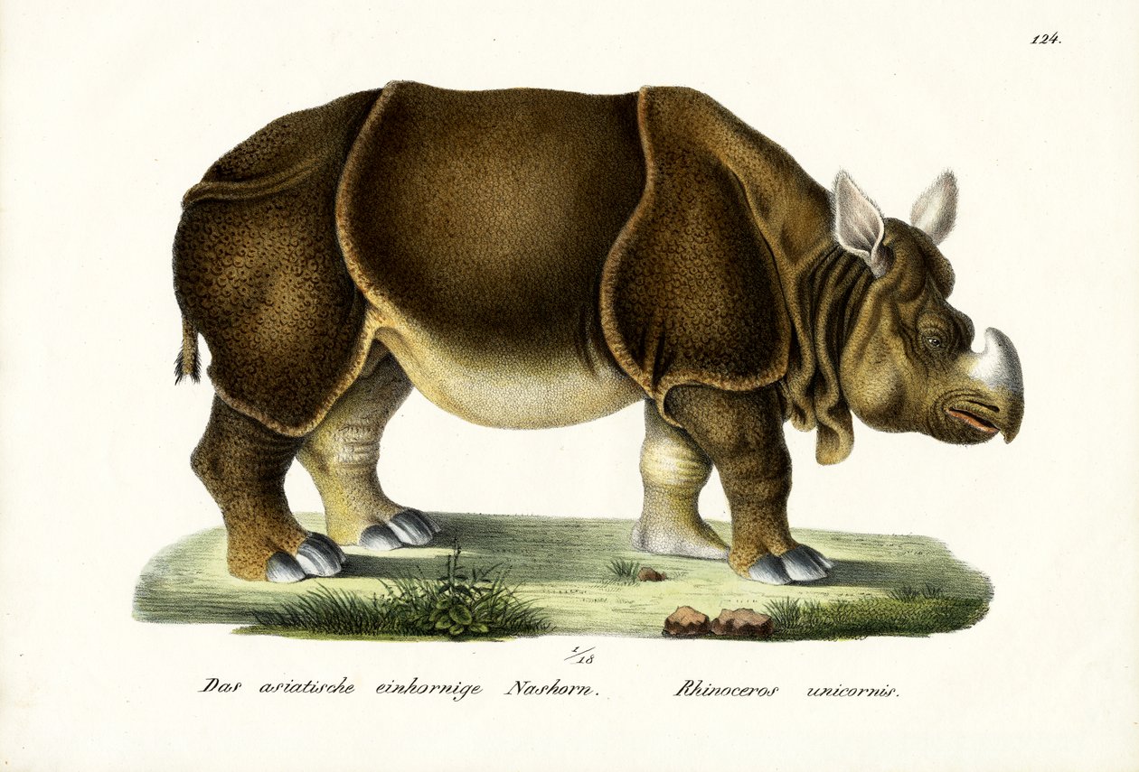 Greater Indian Rhinoceros, 1824 af Karl Joseph Brodtmann