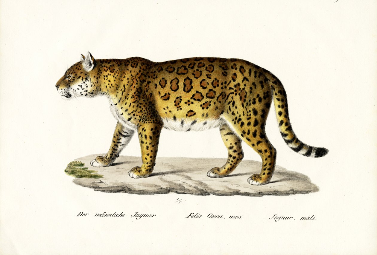 Jaguar, 1824 af Karl Joseph Brodtmann