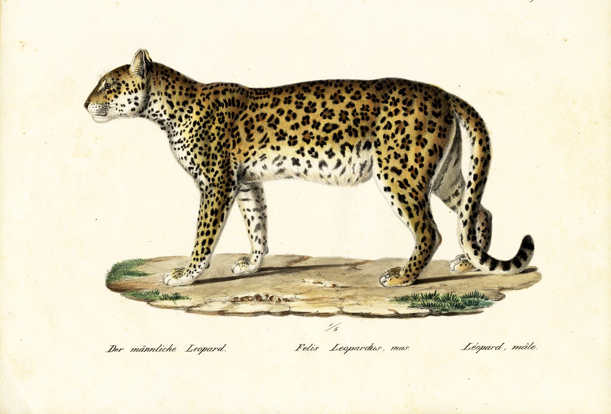 Leopard, 1824 af Karl Joseph Brodtmann