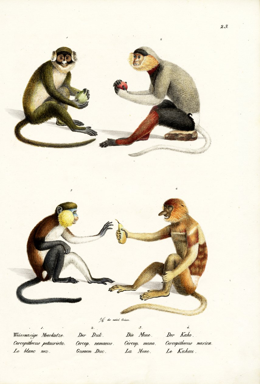 Lille hvidnæset abe, 1824 af Karl Joseph Brodtmann