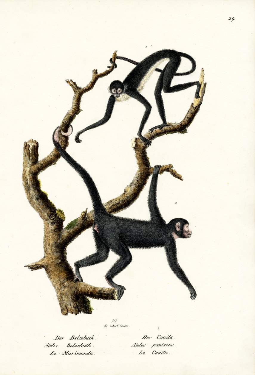 Langhåret edderkoppeabe, 1824 af Karl Joseph Brodtmann