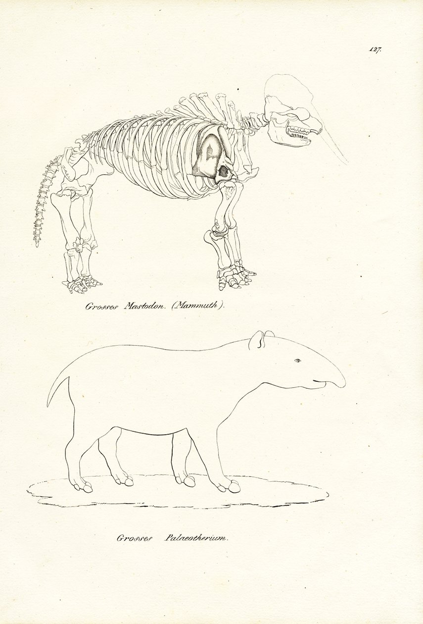 Mastodont, 1824 af Karl Joseph Brodtmann