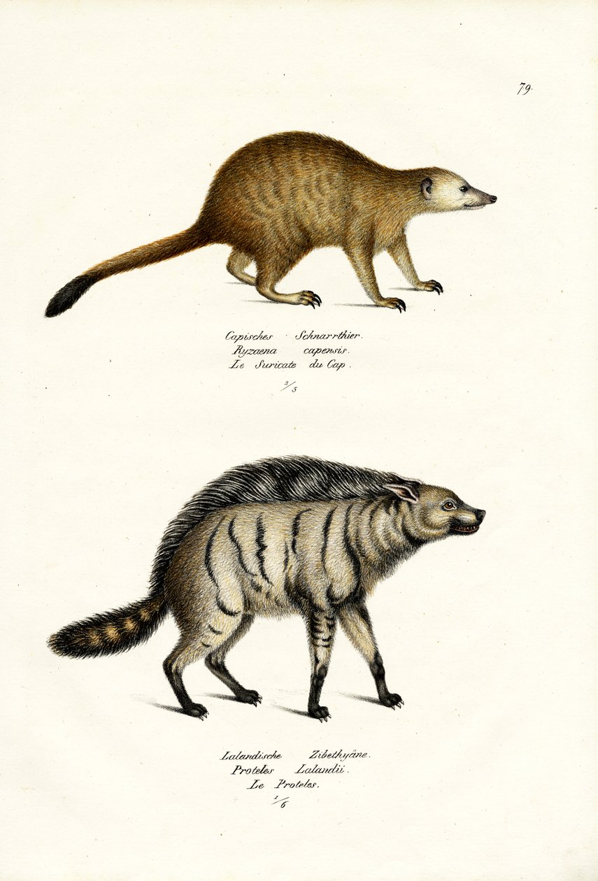 Mongoose, 1824 af Karl Joseph Brodtmann