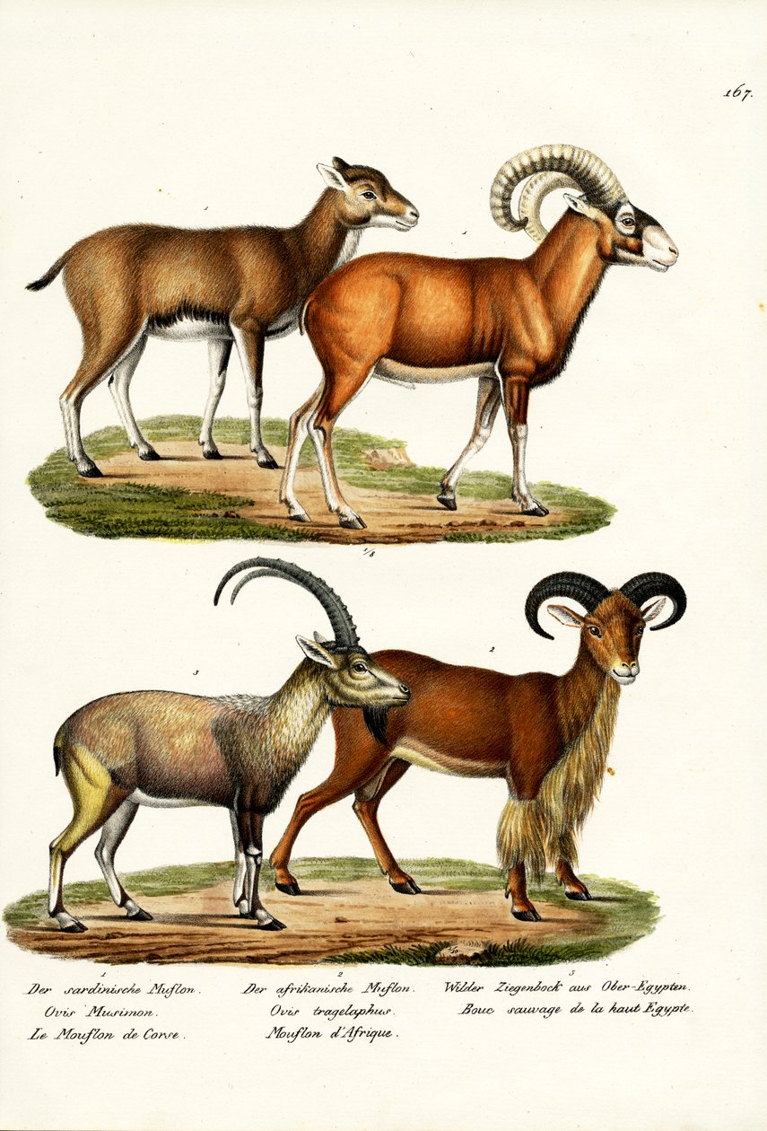 Mouflon, 1824 af Karl Joseph Brodtmann