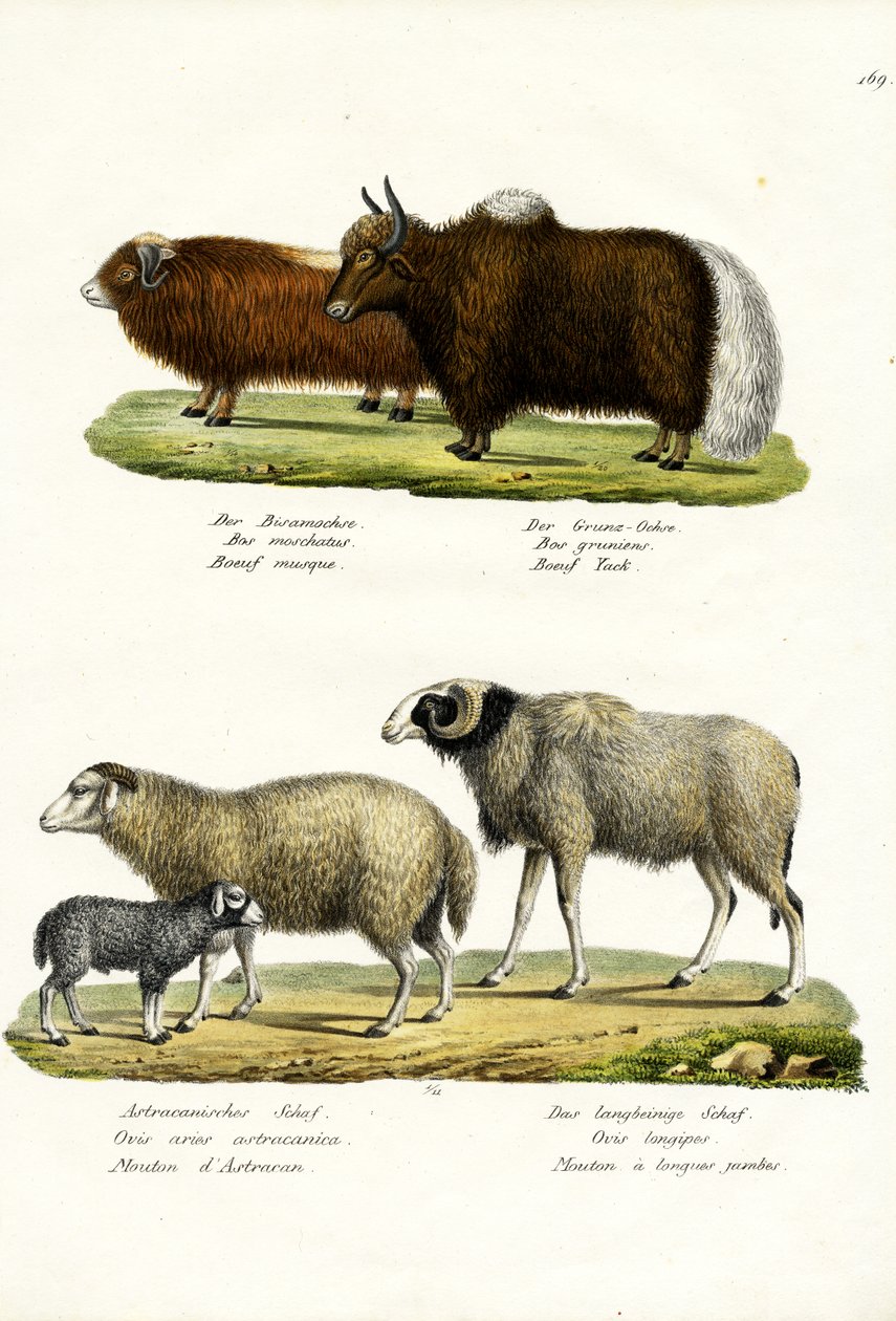 Moskusokse, 1824 af Karl Joseph Brodtmann