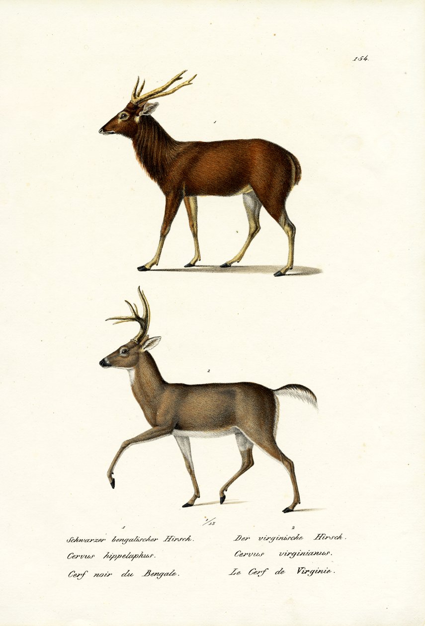 Kronhjort, 1824 af Karl Joseph Brodtmann