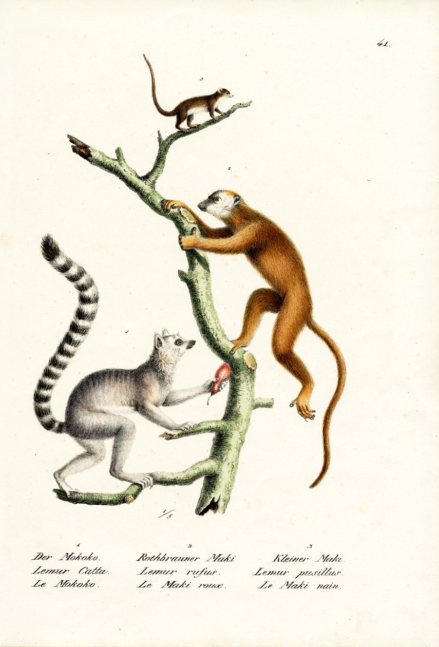 Ringhalelemur, 1824 af Karl Joseph Brodtmann