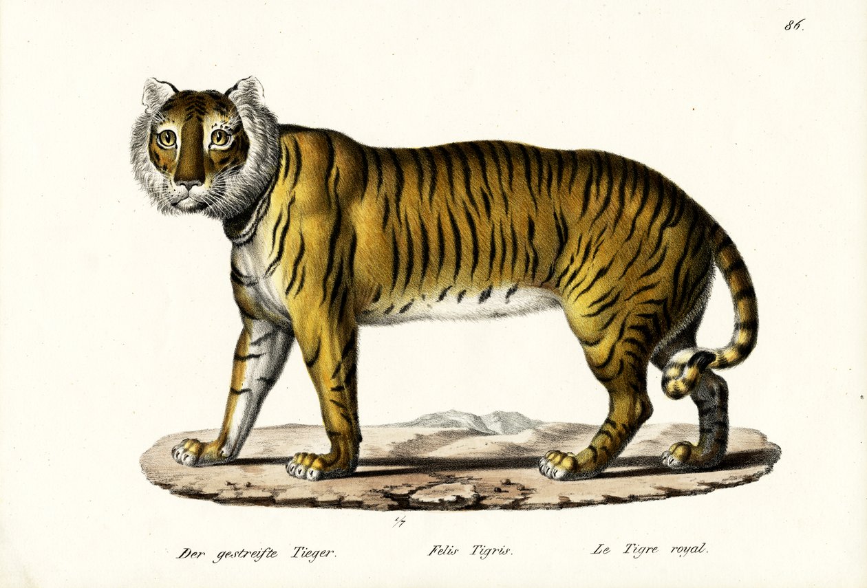 Royal Tiger, 1824 af Karl Joseph Brodtmann