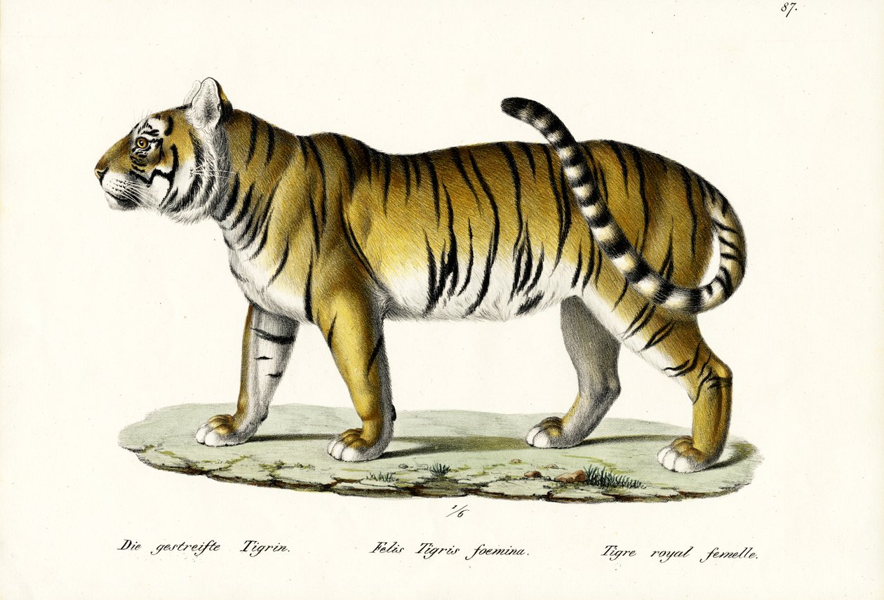 Royal Tiger, 1824 af Karl Joseph Brodtmann
