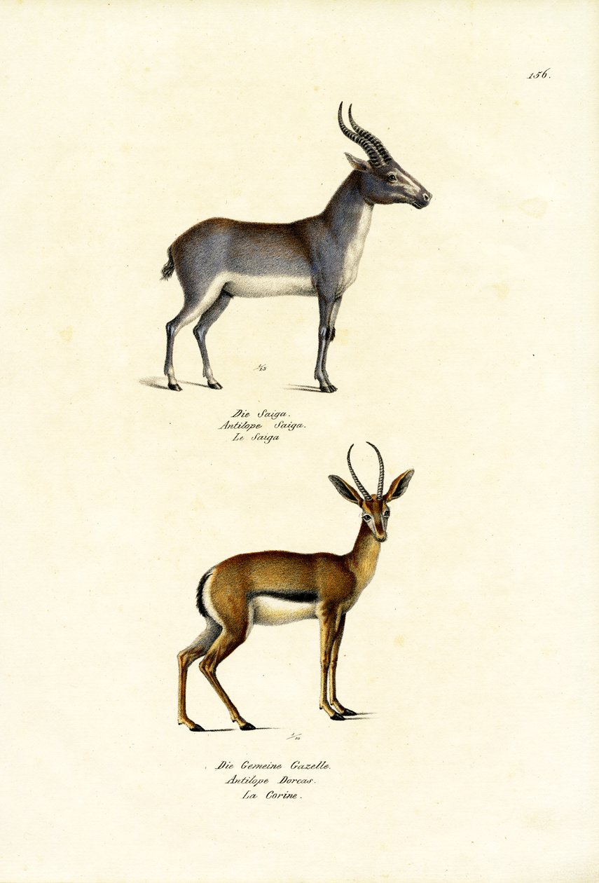 Saiga-antilope, 1824 af Karl Joseph Brodtmann