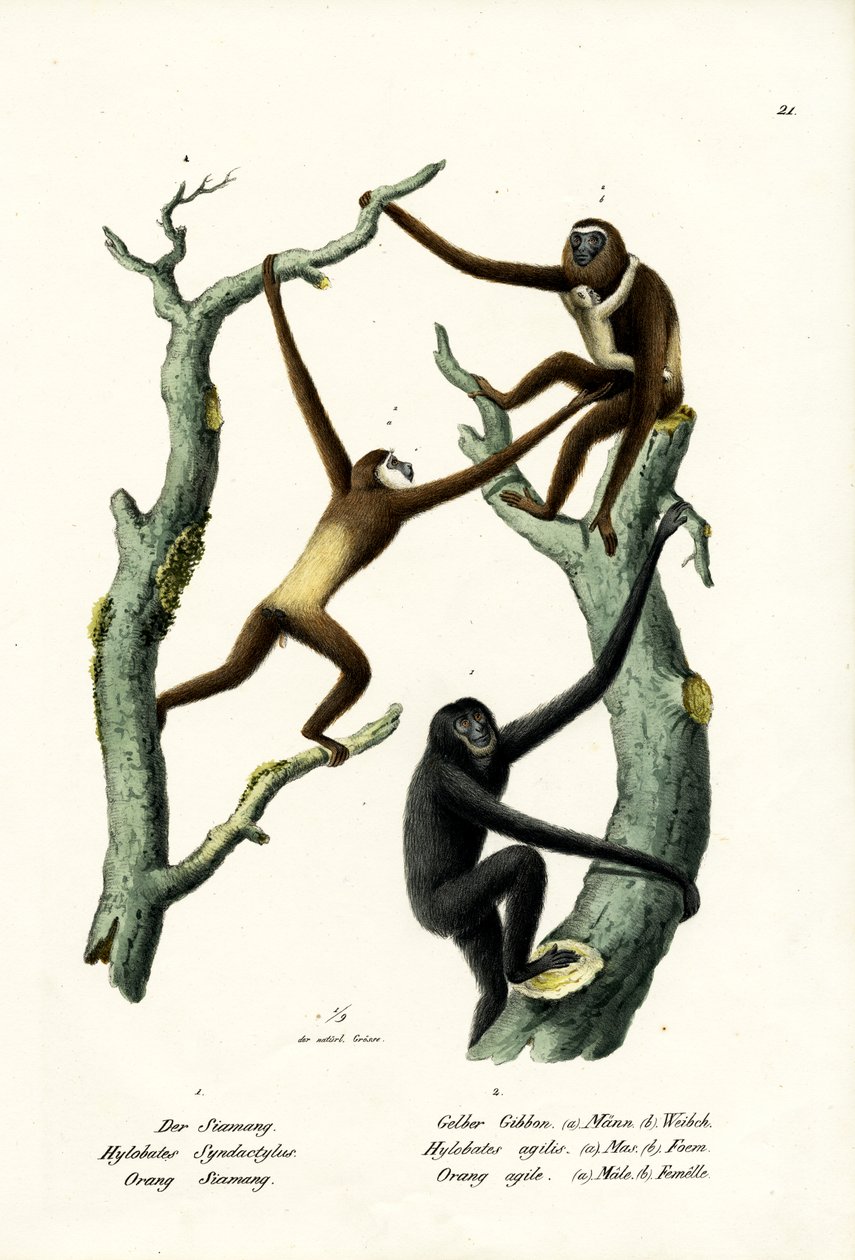 Siamang, 1824 af Karl Joseph Brodtmann