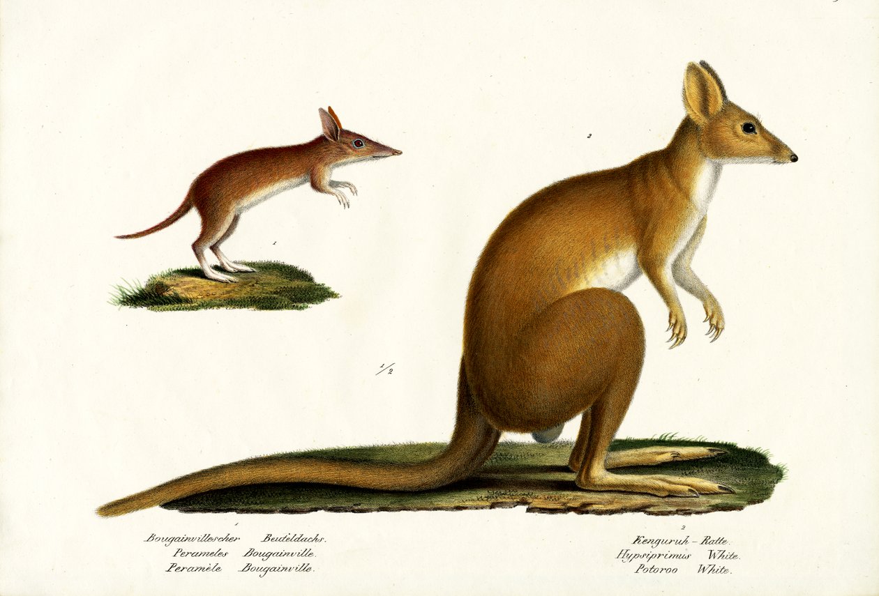 Western Barred Bandicoot, 1824 af Karl Joseph Brodtmann