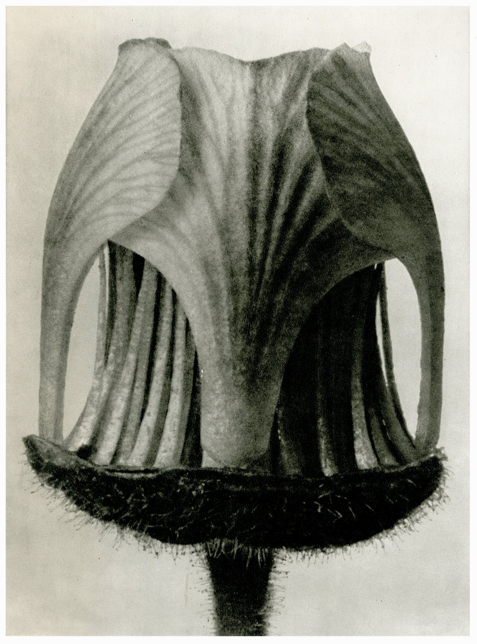 Geum Rivale. 1929 (fotografering) af Karl Blossfeldt