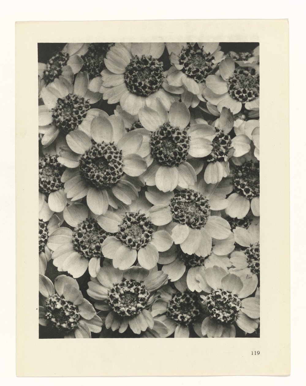 planlægge undersøgelse Arketyper af kunst (serietitel) af Karl Blossfeldt