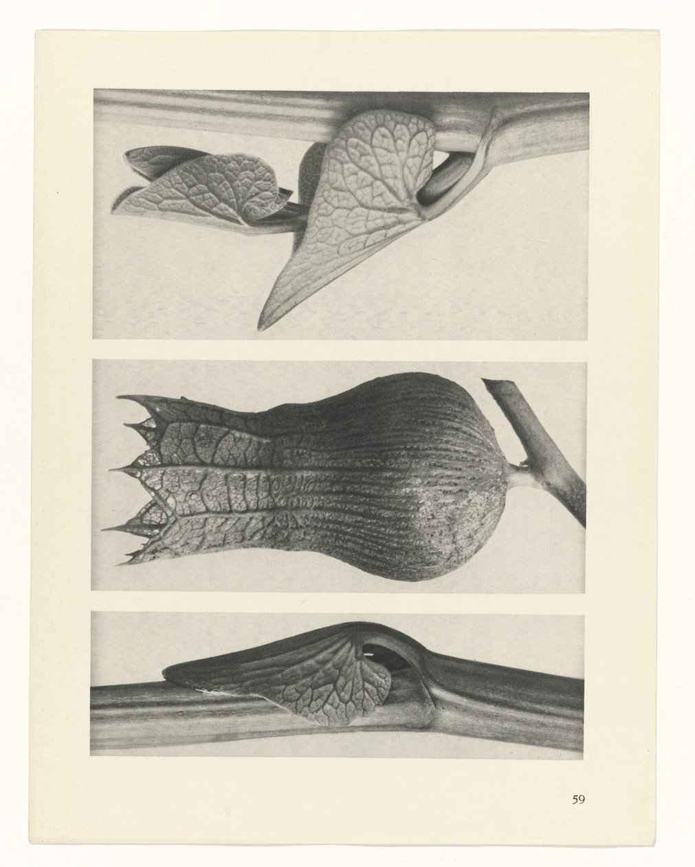 planlægge undersøgelse Arketyper af kunst (serietitel) af Karl Blossfeldt