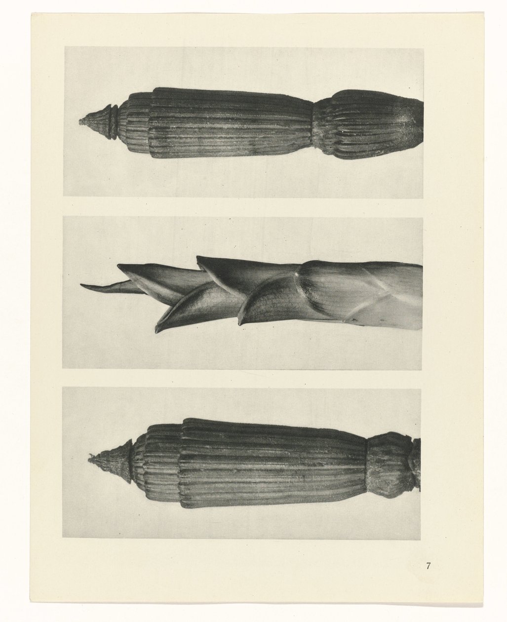 planlægge undersøgelse Arketyper af kunst (serietitel) af Karl Blossfeldt