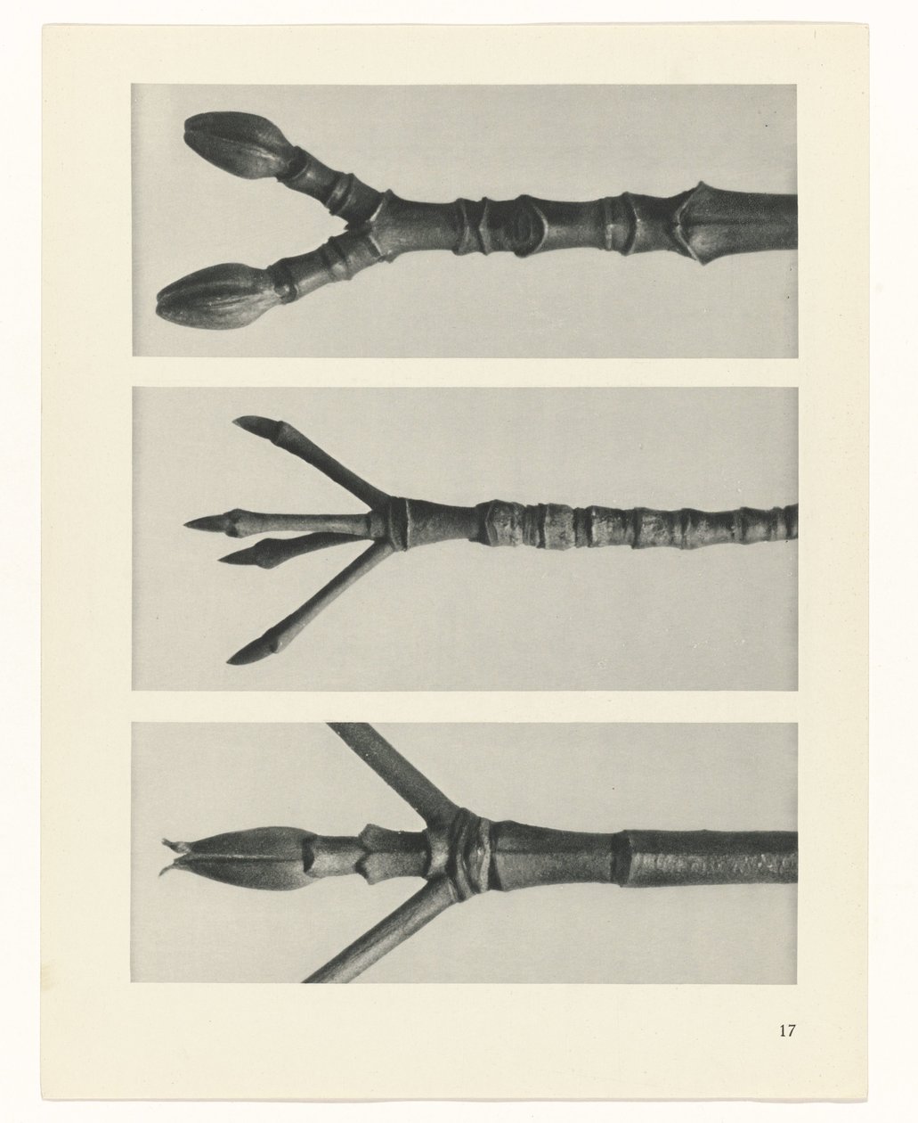 planlægge undersøgelse Arketyper af kunst (serietitel) af Karl Blossfeldt
