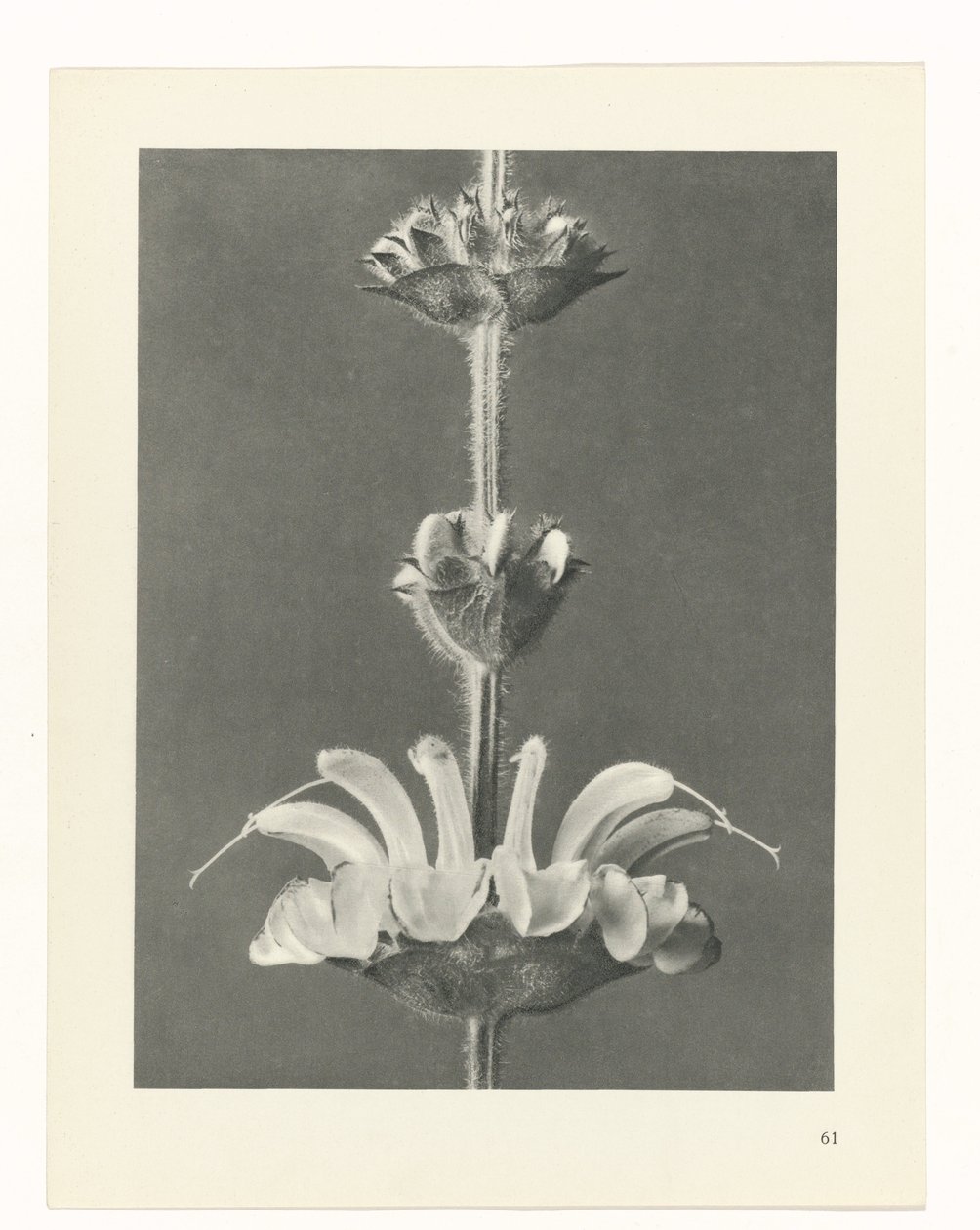 planlægge undersøgelse Arketyper af kunst (serietitel) af Karl Blossfeldt
