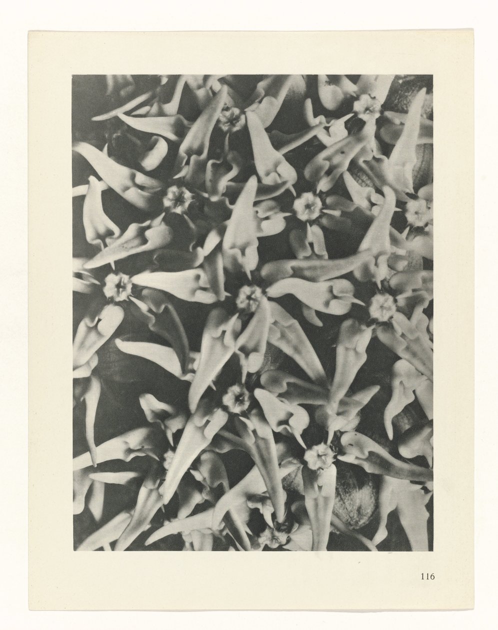 planlægge undersøgelse Arketyper af kunst (serietitel) af Karl Blossfeldt