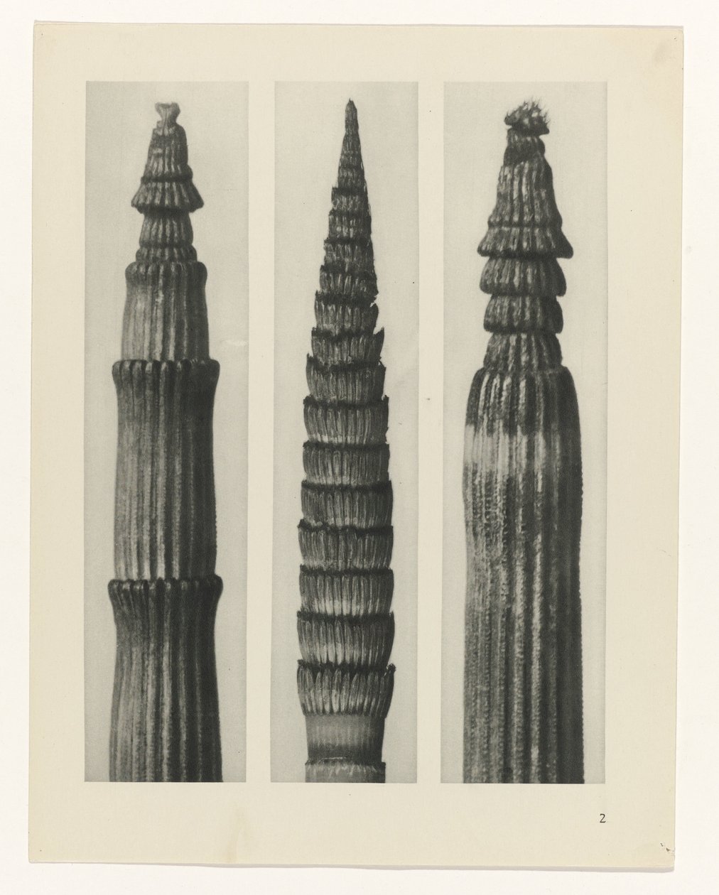 planlægge undersøgelse Arketyper af kunst (serietitel) af Karl Blossfeldt
