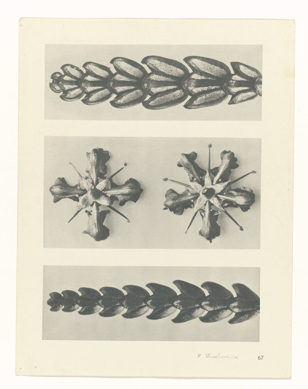 planlægge undersøgelse Arketyper af kunst (serietitel) af Karl Blossfeldt