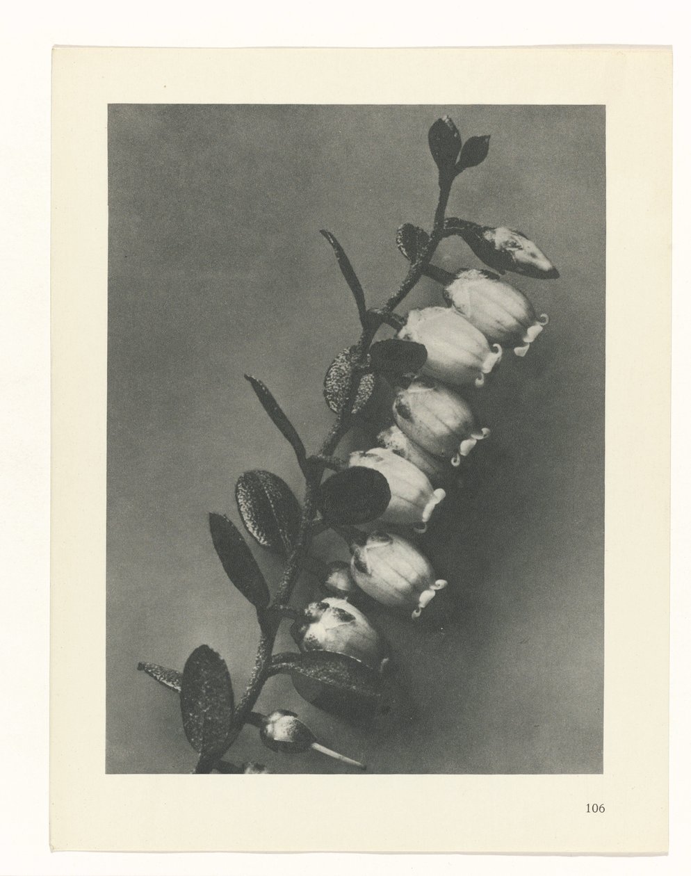 Planteundersøgelse Primal Forms of Art (Series Titel) af Karl Blossfeldt