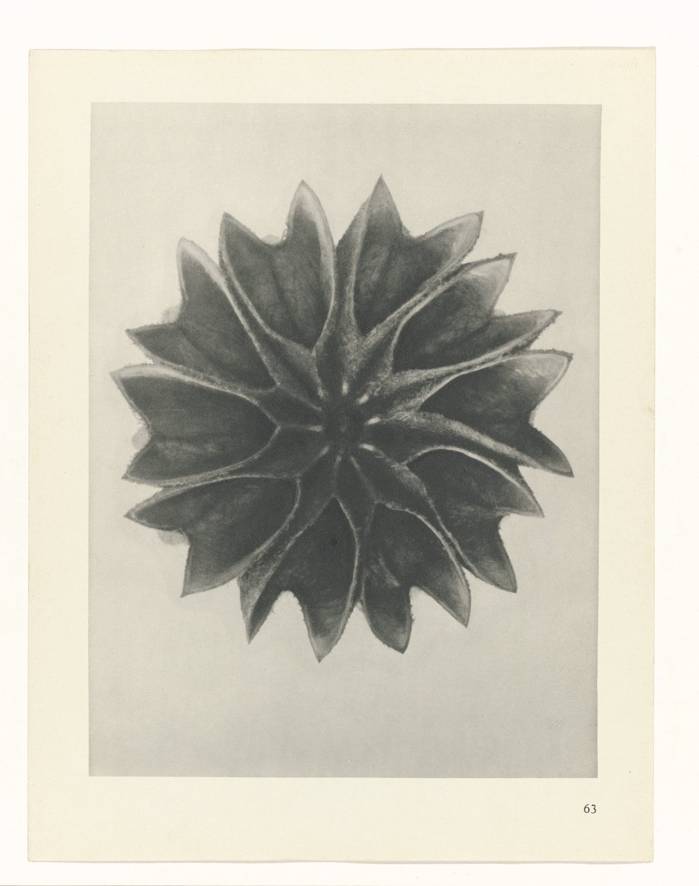 planlægge undersøgelse Arketyper af kunst (serietitel) af Karl Blossfeldt