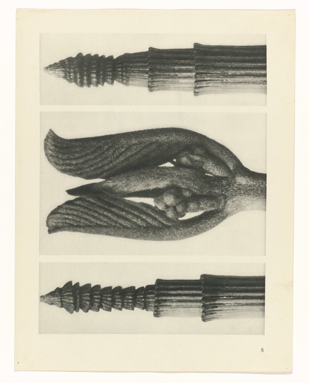 planlægge undersøgelse Arketyper af kunst (serietitel) af Karl Blossfeldt