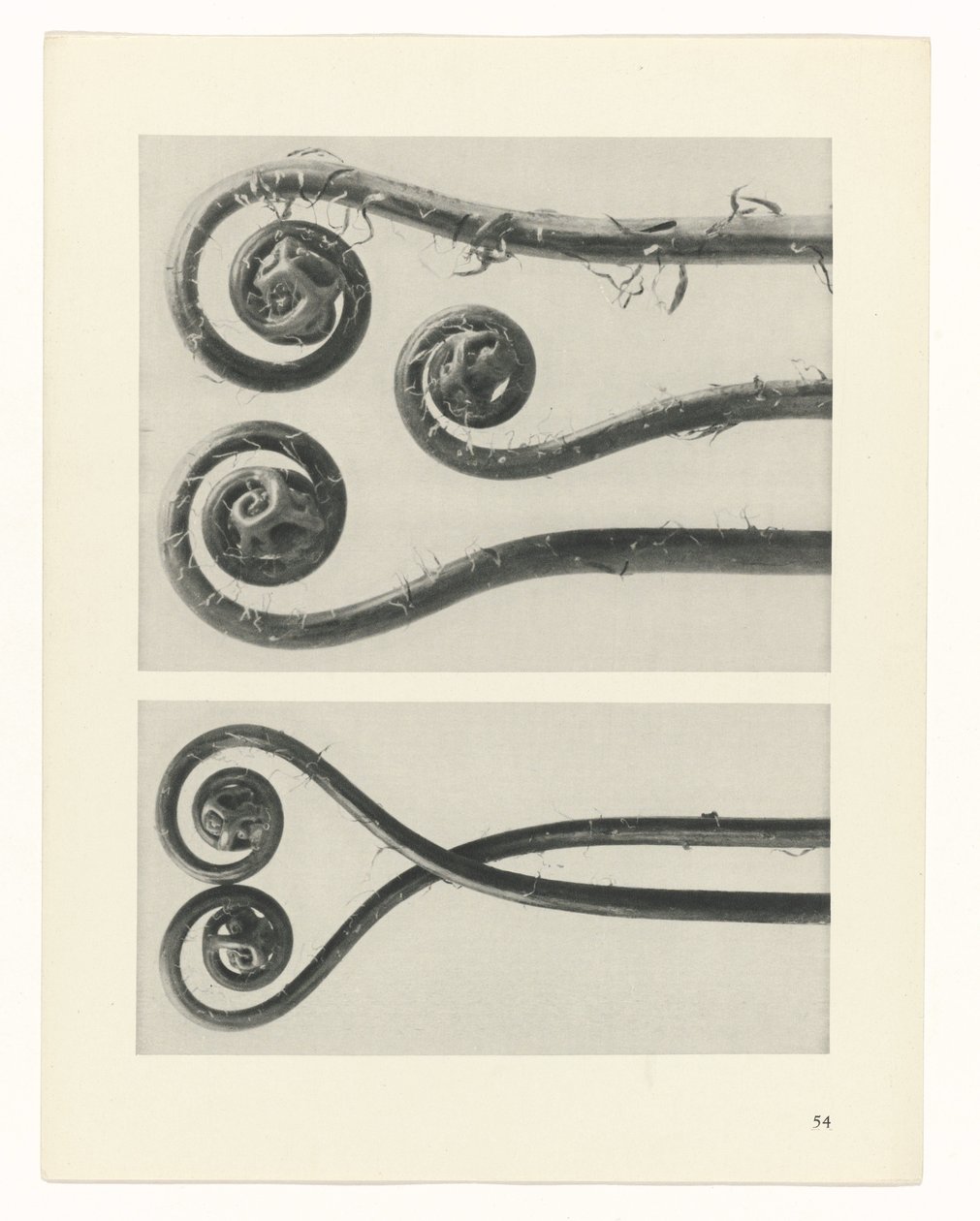 planlægge undersøgelse Arketyper af kunst (serietitel) af Karl Blossfeldt