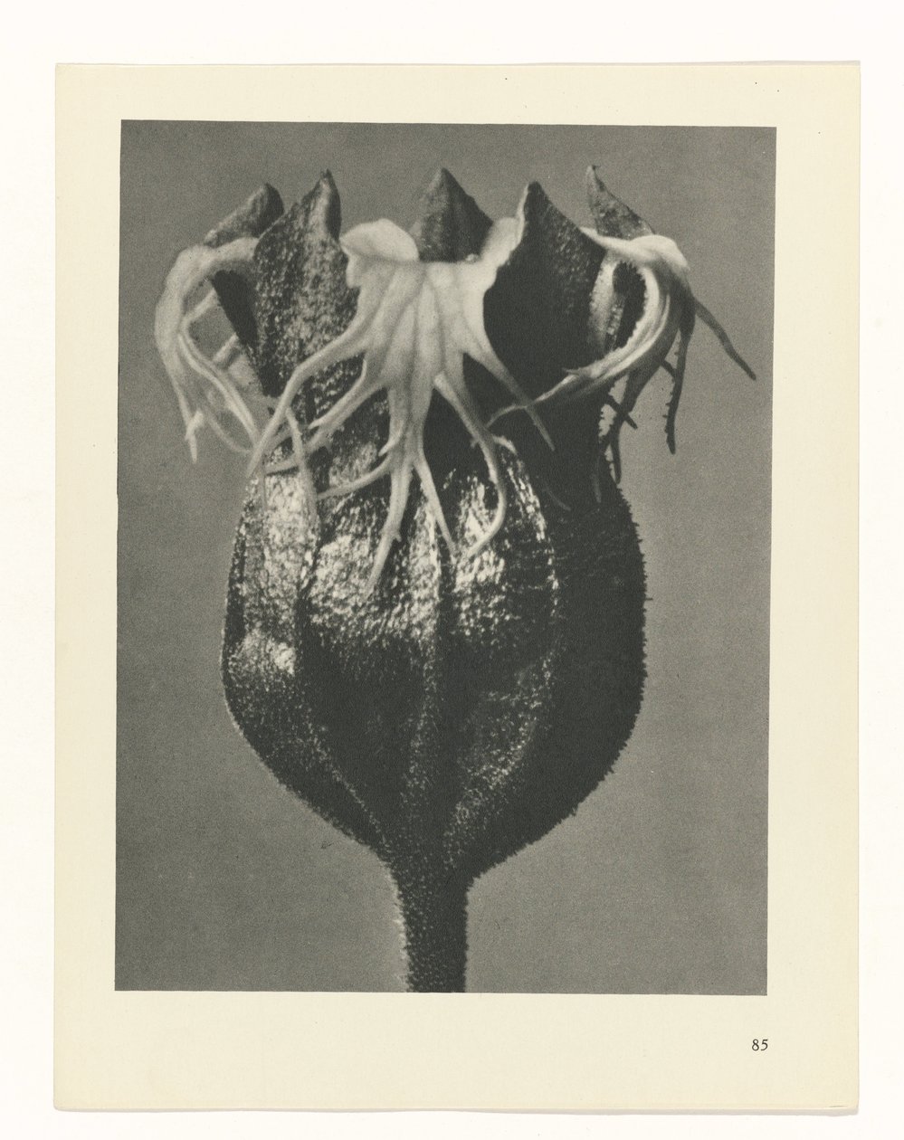planlægge undersøgelse Arketyper af kunst (serietitel) af Karl Blossfeldt