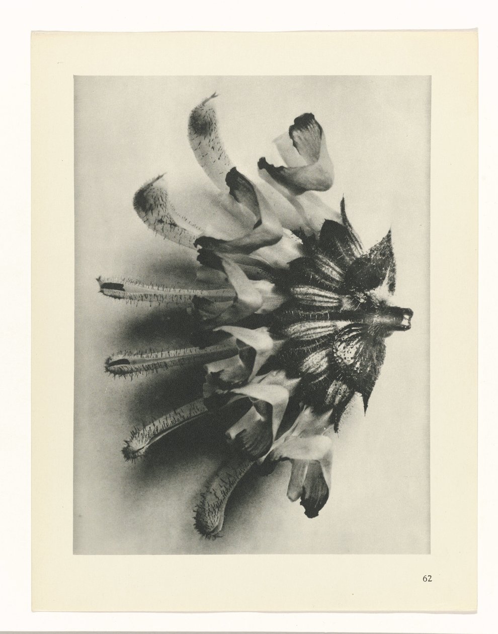 planlægge undersøgelse Arketyper af kunst (serietitel) af Karl Blossfeldt
