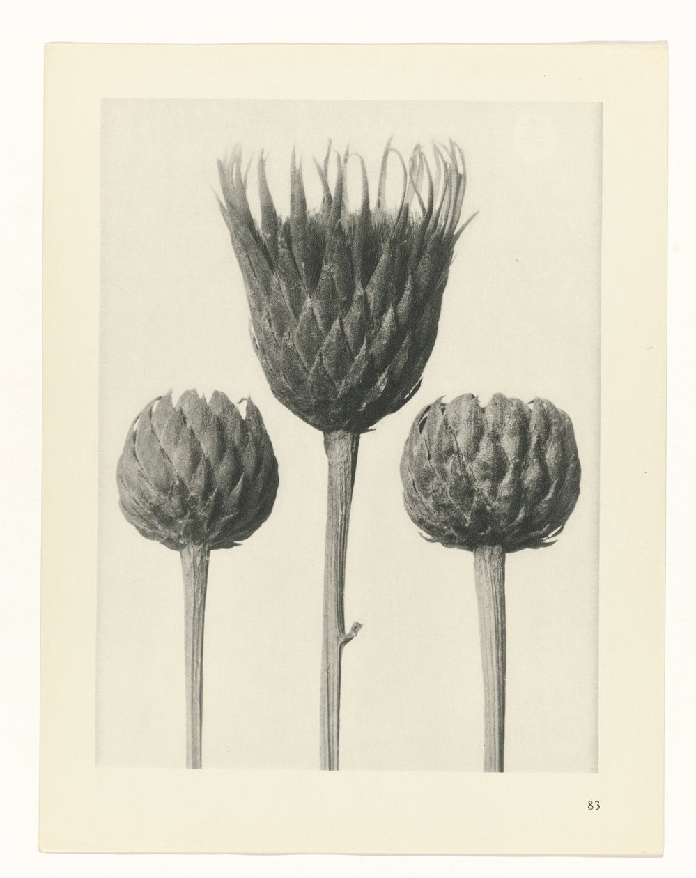 planlægge undersøgelse Arketyper af kunst (serietitel) af Karl Blossfeldt