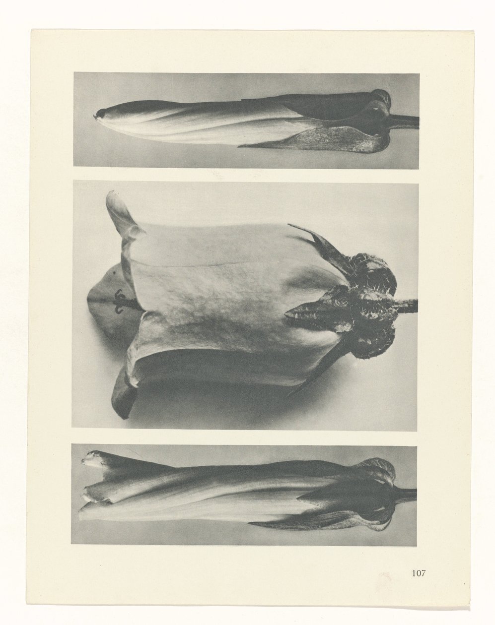 planlægge undersøgelse Arketyper af kunst (serietitel) af Karl Blossfeldt