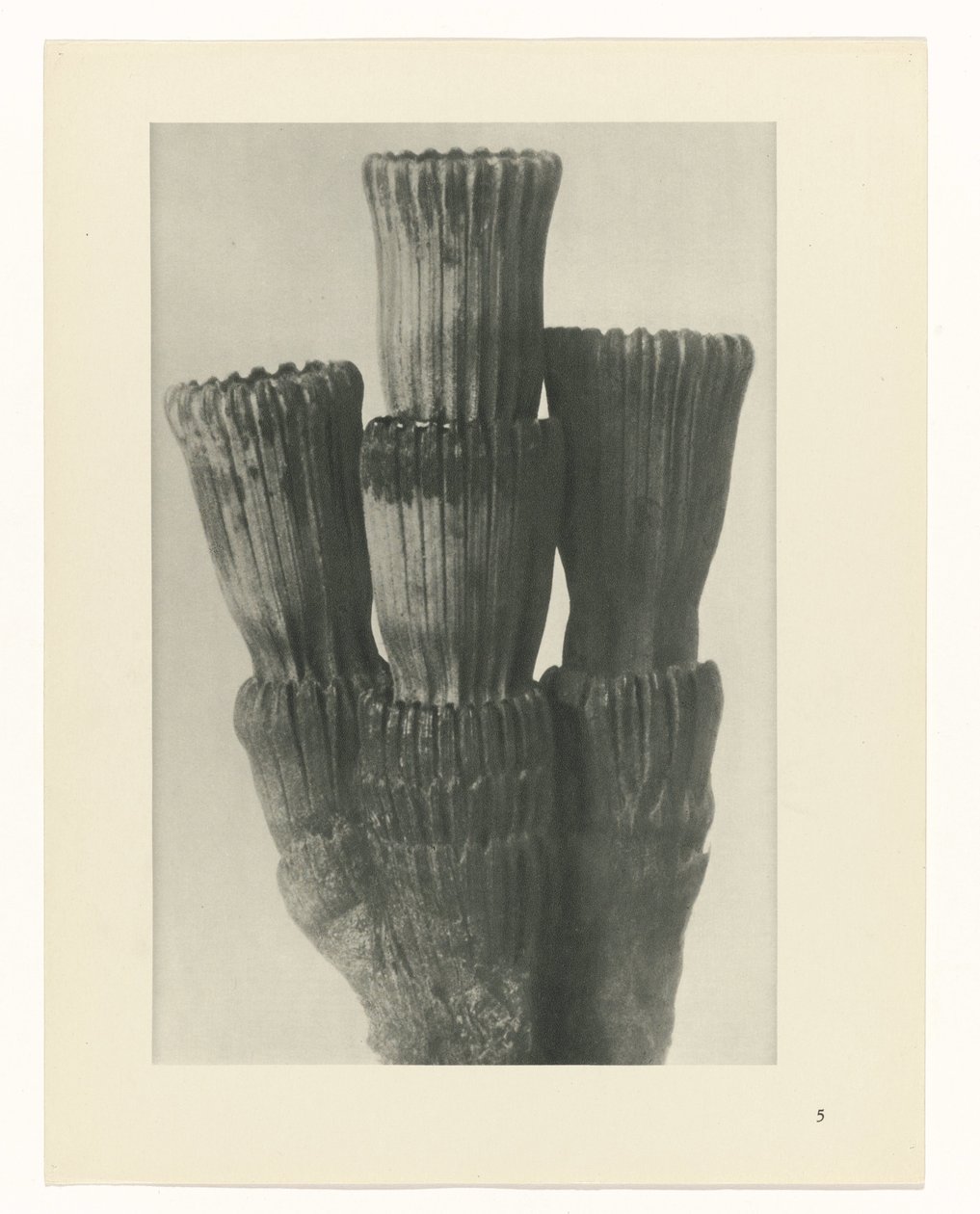 planlægge undersøgelse Arketyper af kunst (serietitel) af Karl Blossfeldt