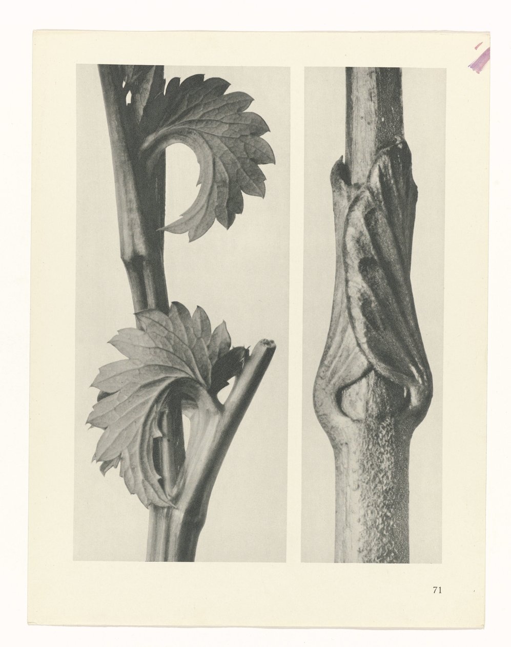 planlægge undersøgelse Arketyper af kunst (serietitel) af Karl Blossfeldt