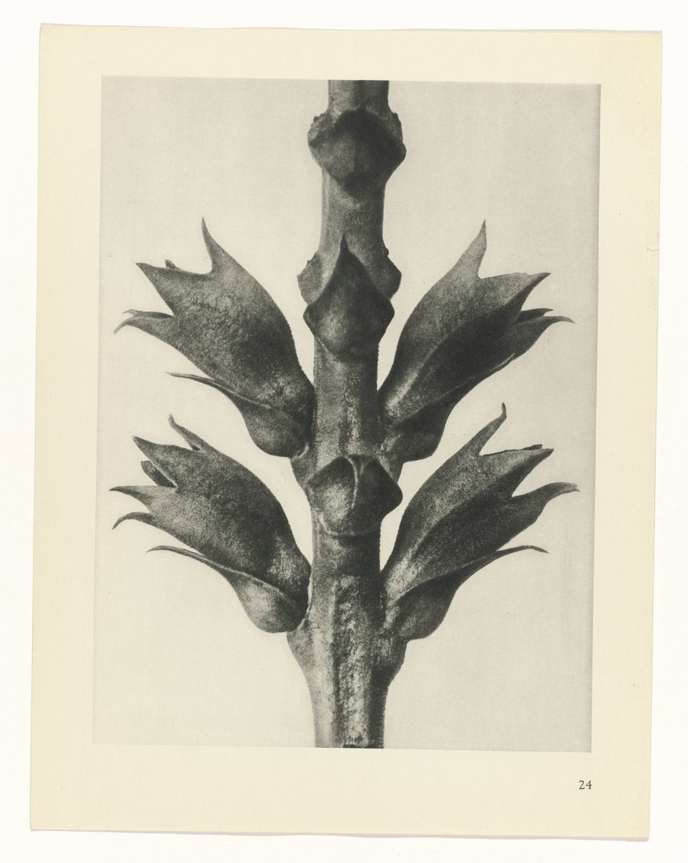 planlægge undersøgelse Arketyper af kunst (serietitel) af Karl Blossfeldt